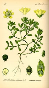 Ma Chi Xian