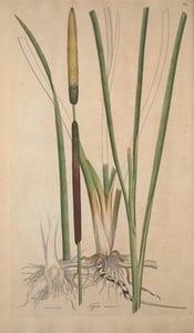 Pu Huang