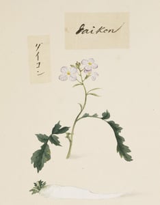 Lai Fu Zi