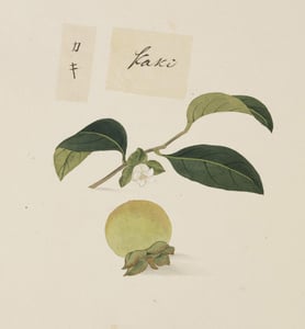 Shi Di