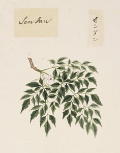 Ku Lian Pi