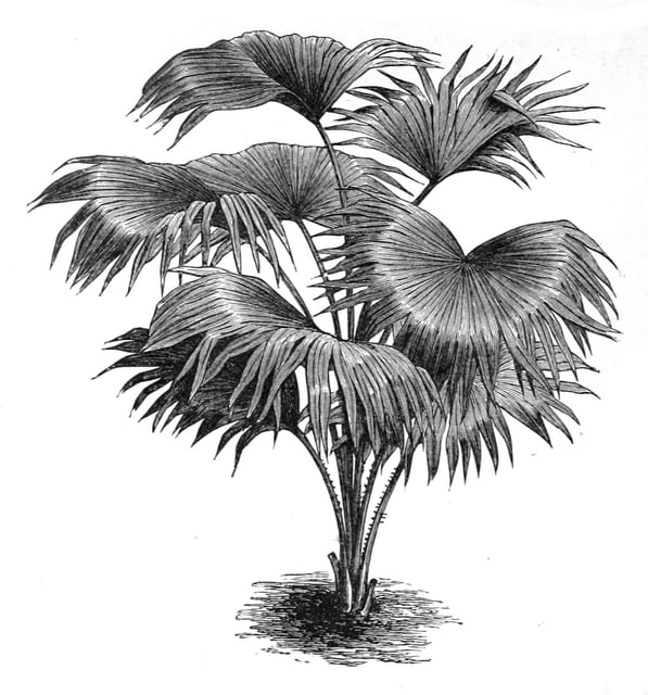Kui Shu Zi