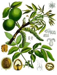Hu Tao Ren