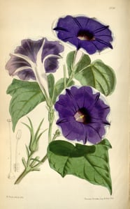 Qian Niu Zi