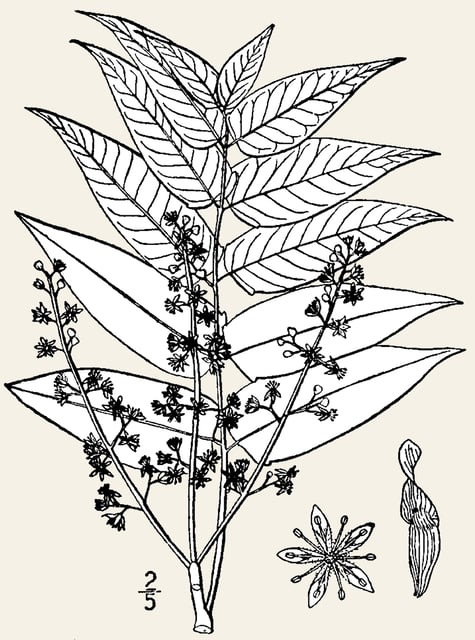 Feng Yen Cao