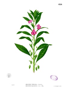 Ji Xing Zi