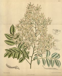Huai Hua