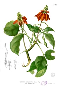 Hai Tong Pi