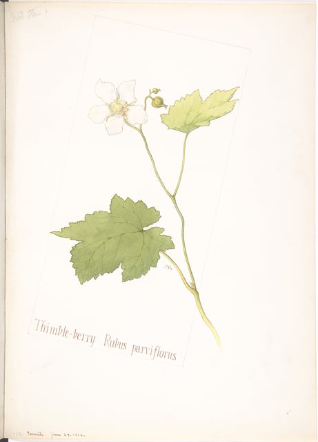 Thimbleberry