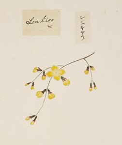 Lian Qiao