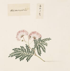 He Huan Hua