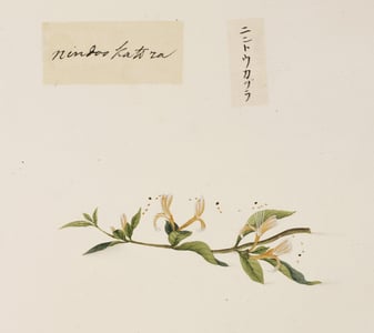 Jin Yin Hua