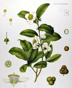 Lu Cha