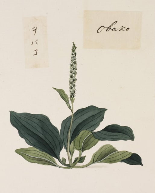 Che Qian Zi