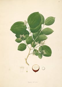 Ma Qian Zi
