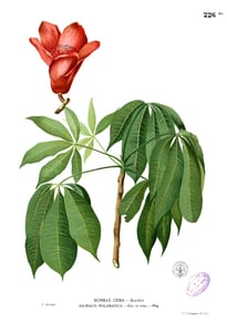 Mu Mian Hua