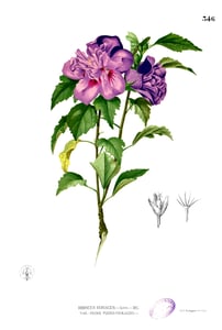 Mu Jin Hua