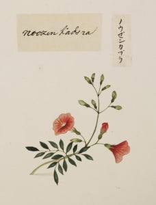 Ling Xiao Hua