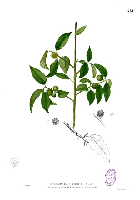Chuan Bo Shi