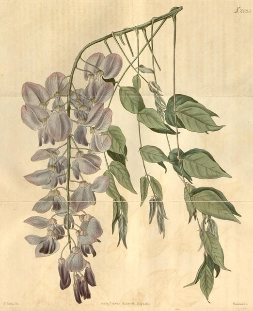 Zi Teng