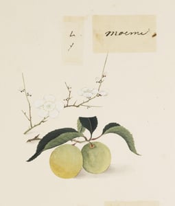 Mei Hua