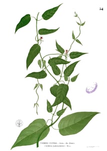 Ji Xiang Teng