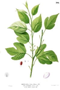 Sang Bai Pi