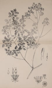 Ma Wei Lian