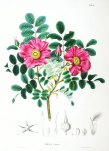 Mei Gui Hua