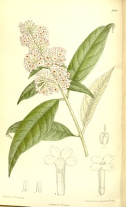 Mi Meng Hua