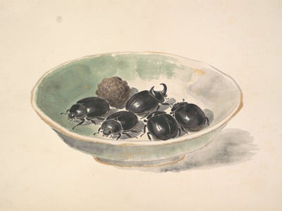Qiang Lang (Chong)