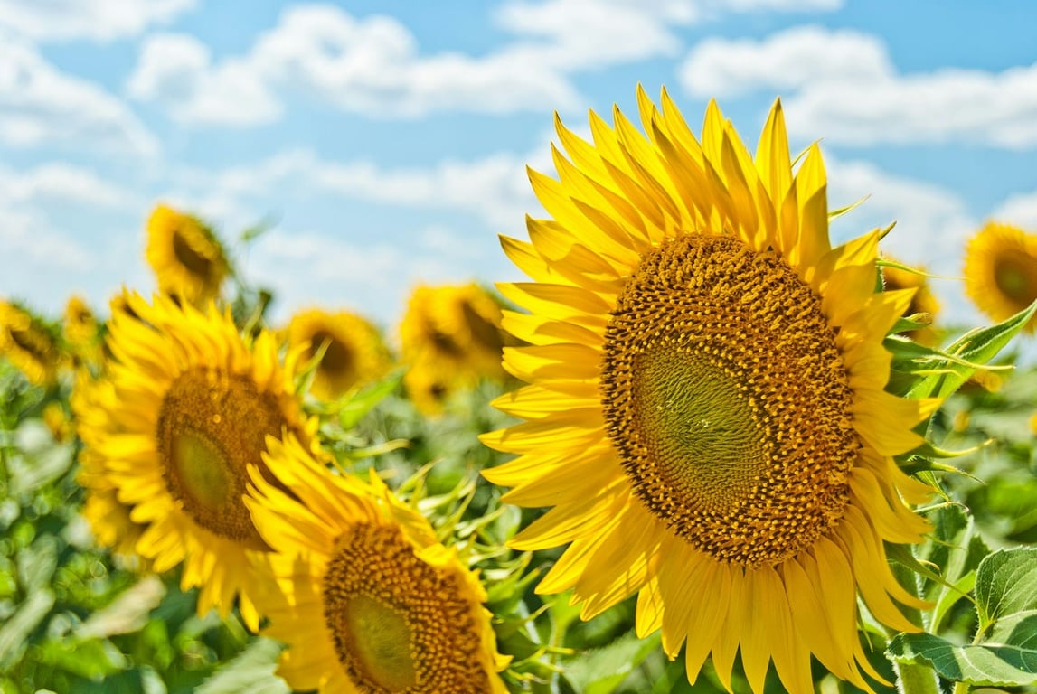 Summer Health Tips from an Acupuncturist