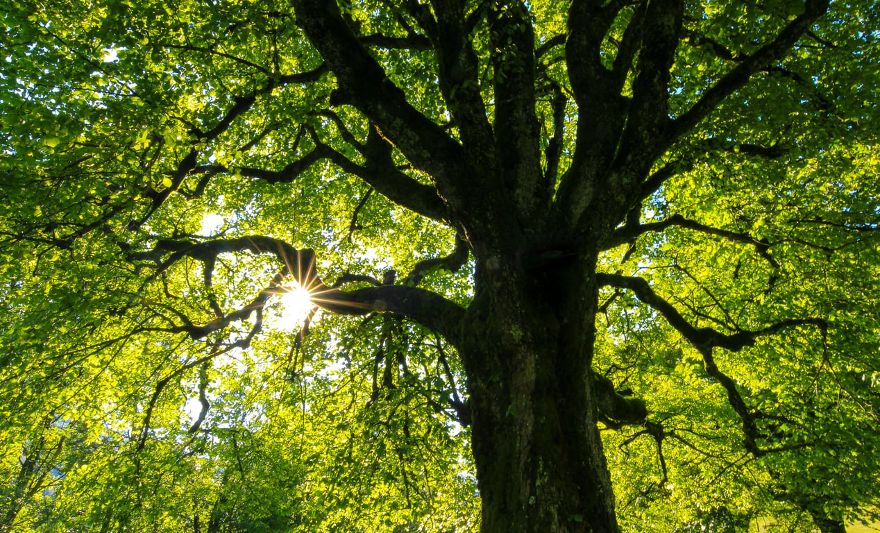 Tree representing earth day