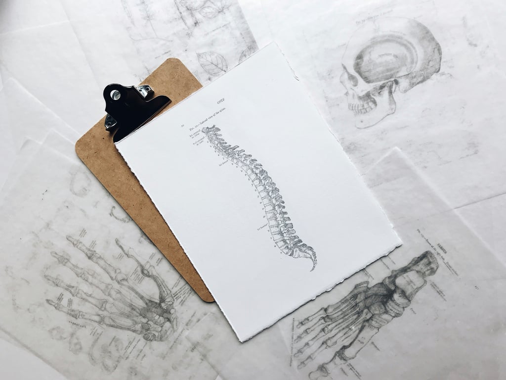 Image of a spine on a table with other designs of the human anatomy.