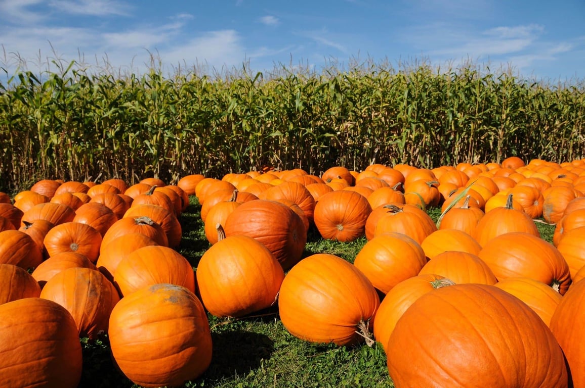 Pumpkin Power!