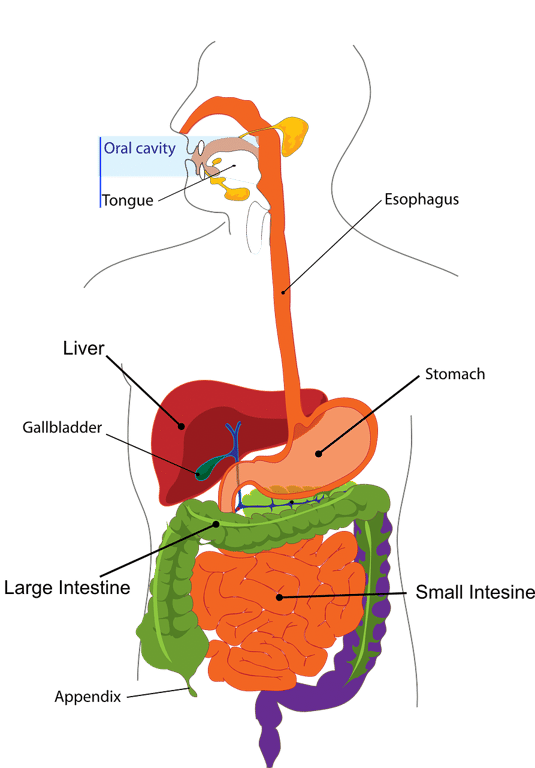 Liver Function