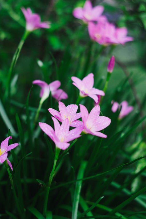Lillies in a field, representing spring time in Milwaukee