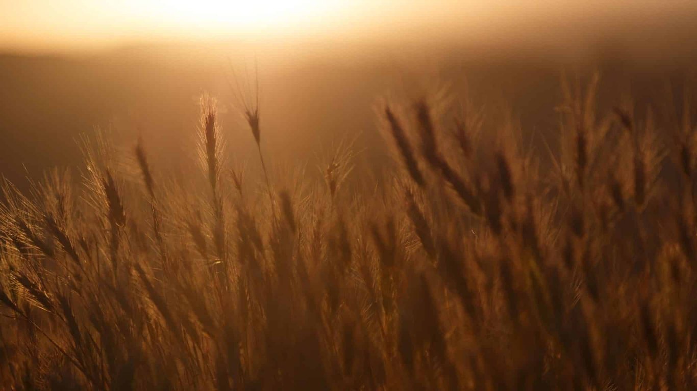 WHAT IS CELIAC DISEASE?