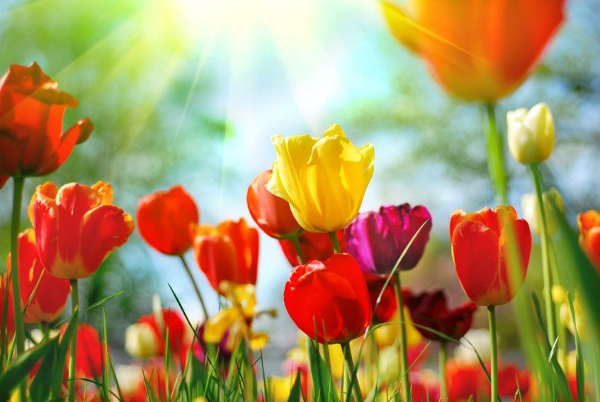 Foods You Should Eat in Spring