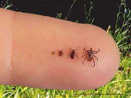 Tick Season and Lyme Disease