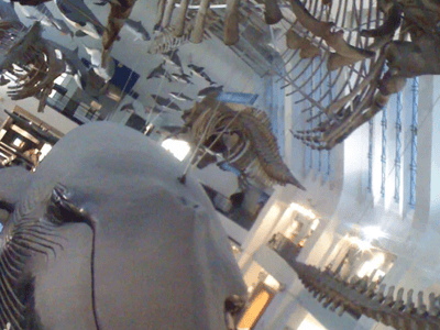 Whale skeleton suspended from the ceiling of the Natural History Museum, illustrating marine biodiversity.