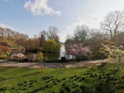 Vue du parc St James's avec des cerisiers en fleur, un étang paisible et des promeneurs profitant d'une journée ensoleillée.