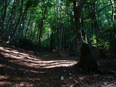 Forêt dense de Foresta Umbra, avec des rayons de soleil filtrant à travers le feuillage et un sol tapissé de feuilles mortes.