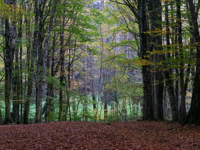 Une vue paisible de la Foresta Umbra, avec des arbres feuillus et un sol recouvert de feuilles, évoquant la beauté naturelle.