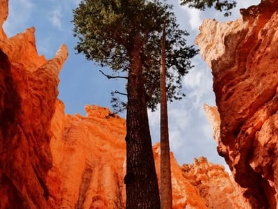 Pine tops overlooking the red cliffs of the Navajo Loop and Queens Garden trail in Bryce Canyon.