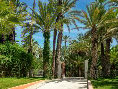 A palm-lined avenue with lush characteristics, representing the natural beauty of Elche, an iconic destination.