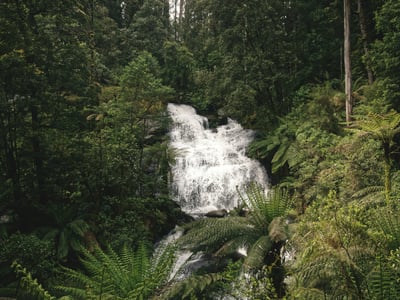 Cascade pittoresque au cœur du parc national des Great Otway, entourée d'une dense végétation luxuriante.