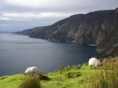 Bélier broutant sur les falaises de Slieve League, surplombant l'océan Atlantique et les paysages sauvages irlandais.