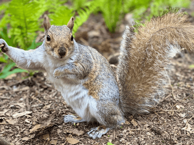 A curious squirrel stands on the ground of The Ramble, surrounded by ferns and leaves, illustrating urban wildlife.