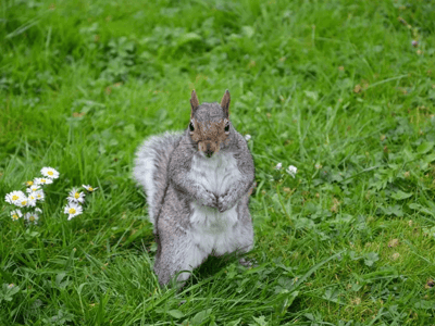 A squirrel standing on the grass in Hyde Park, illustrating urban wildlife in this lively green space.